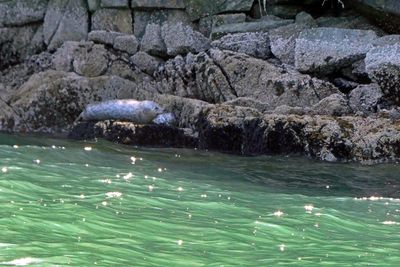 Harbor Seal along Indian Arm Glacial Fjord, Vancouver