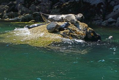 Harbor Seals in Indian Arm Fjord, Vancouver