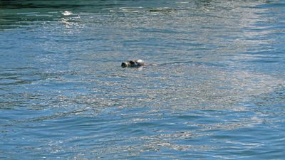 Harbor Seal next to docks in Grantville Island