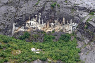 Close-up of nature's artwork in Tracy Arm Fjord