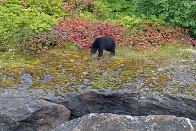Black Bear in Tracy Arm Fjord, AK