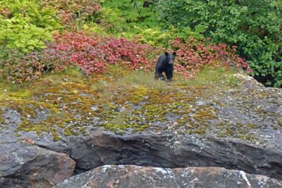 Lucky to see a Black Bear in Tracy Arm Fjord, AK
