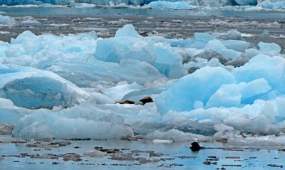 Harbor seals enjoying ice from South Sawyer Glacier