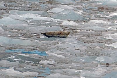 Harbor Seal on an iceflow in Tracy Arm Fjord, AK
