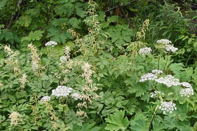 Alaskan wildflowers along the White Pass & Yukon Railroad Route