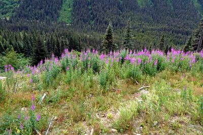 Alaska Fireweed beside the railroad