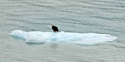 Bald eagle on 'Bergie Bit' in Glacier Bay National Park