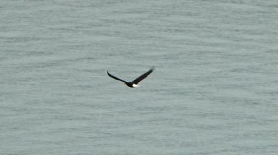 Bald Eagle in flight in Glacier Bay National Park, AK