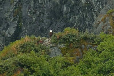 Bald Eagle in Glacier Bay National Park