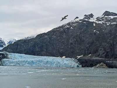 Gull flying over Margerie Glacier in Glacier Bay