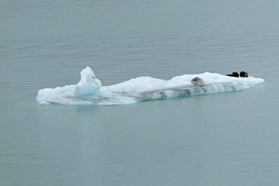 Pair of Sea Otters on an long 'bergy bit' in Glacier National Park