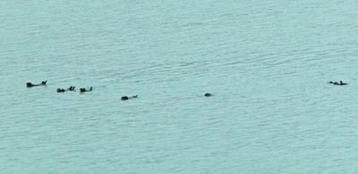 Sea Otters swimming in Glacier Bay, AK