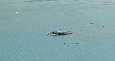9a1-Sea Otters swimming in Glacier Bay.JPG