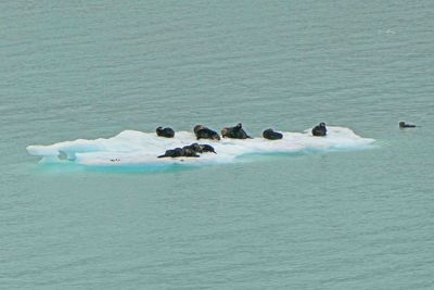 A bevy of Sea Otters in Glacier Bay, AK