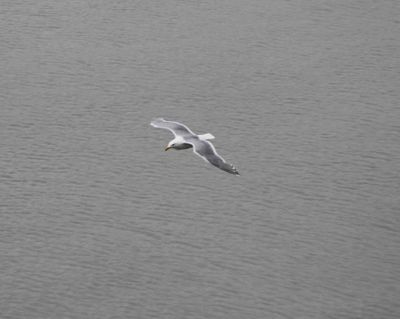 Watching a seagull flying above Glacier Bay