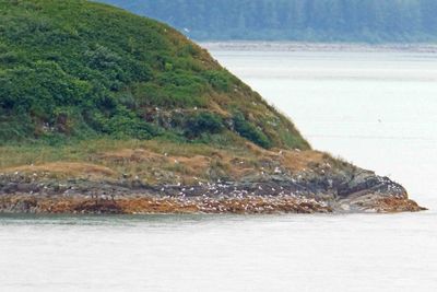 Lots of seagulls on small island leaving Glacier Bay