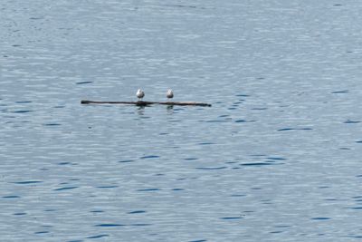 Seagulls on driftwood leaving Glacier Bay