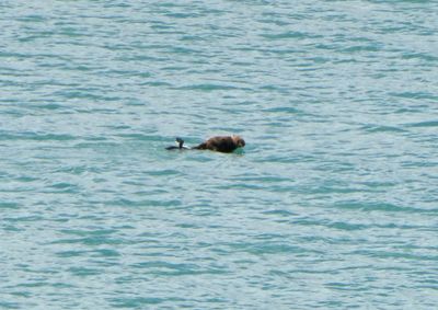 Watching a Sea Otter from our balcony