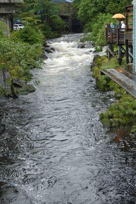 Ketchikan Creek is a prime salmon run during spawning season