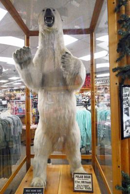 Polar Bear, 9 feet tall, 1400 pounds
