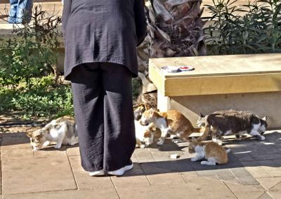 Cats in the courtyard of Souk El Had marketplace.jpg
