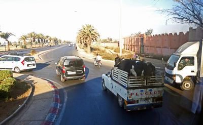 Cows in a roundabout in Agadir.JPG