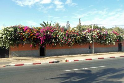 Flowers on a wall in Agadir, Morocco