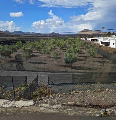 Olive trees planted in volcanic ash on Lanzarote Island.jpg