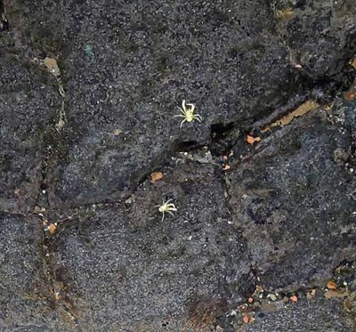 The Blind Albino Cave Crab is the symbol of Jameos del Agua.jpg