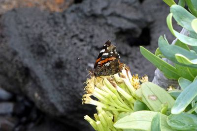 Butterfly at Jameo del Agua Volcanic Cave.jpg