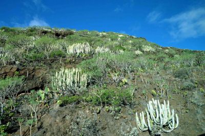 Cardocillo Cactus are native to the island of Tenerife.JPG