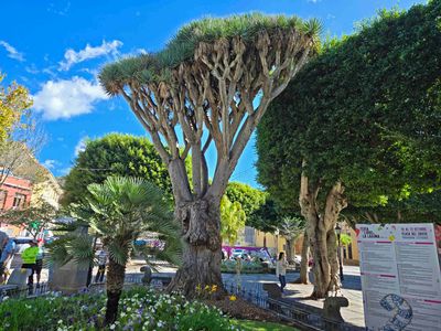 Giant dragon tree in the park at San Cristobal de La Laguna, Tenerife.jpg