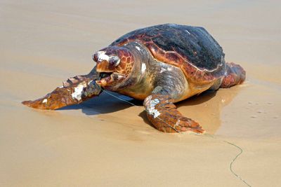 Dead sea turtle that washed ashore, but has not been dead for long.JPG