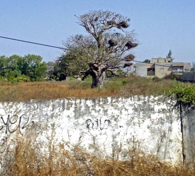 Bo tree is national tree of Senegal.JPG