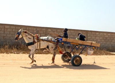 Nice looking horse on the shore of Lake Retba, Senegal.JPG
