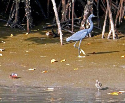 Fiddler Crav, Blue Heron, & Spotted Sandpiper on the bank of the Gambia River.JPG