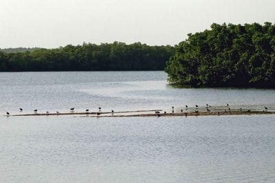 Birds on a sandbar in the Gambia River.JPG