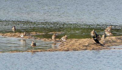 Eurasian Whimbrel and Pygmy Cormorant on the Gambia River.JPG