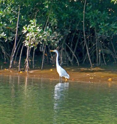 Great Egret on bank of Gambia River.JPG