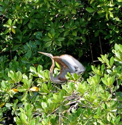 Purple Heron preparing for flight.JPG