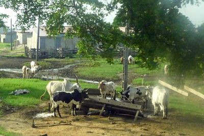 Sanga and Zebu cattle are seen throughout Africa.JPG
