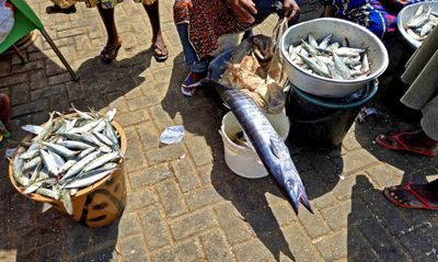Sekondi, Ghana fishermen catch both ocean and fresh-water fish.jpg