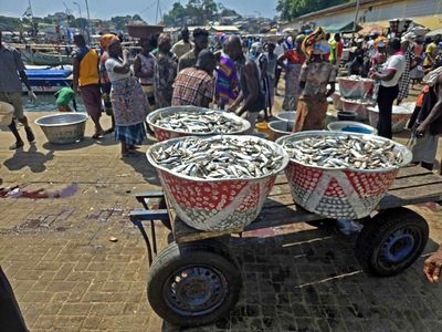 Huge buckets of fish at the Sekondi, Ghana fish market.jpg