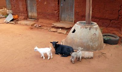 Goats in the village of Akepe, Togo.JPG