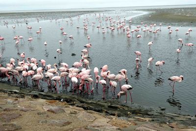 Flamingos in the lagoon at Walvis Bay, Namibia.JPG