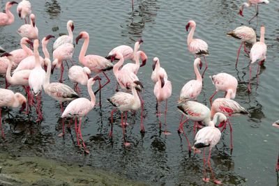 A gathering of Flamingos is called a Flamboyance.JPG
