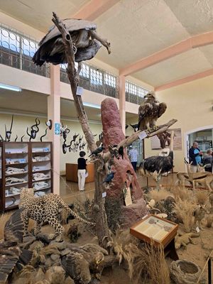 Namibia animal display in Swakopmund.jpg