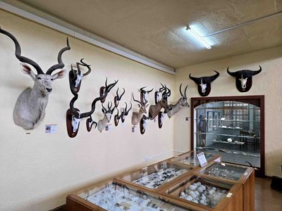 Horned animal heads in Swakopmund Museum.jpg