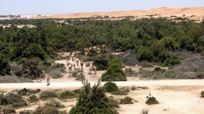 Camels outside of Swakopmund, Namibia.JPG