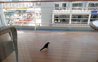 We had a visitor cleaning bugs off our balcony in Cape Town.JPG